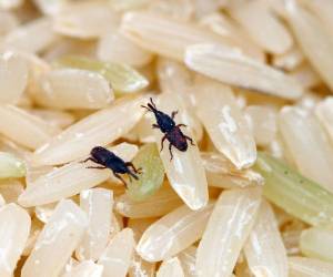 حشره برنج چیست و سریع ترین راه از بین بردن شپشک کدام است؟