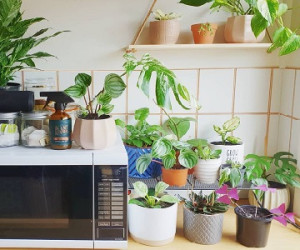بهترین گیاهان آپارتمانی برای آشپزخانه