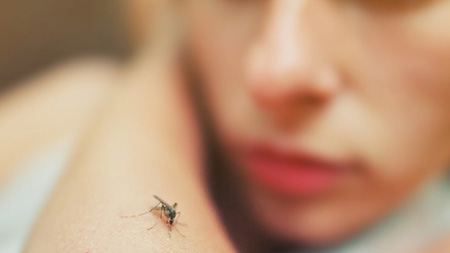 قلق و روش های دفع پشه و حشرات در تابستان